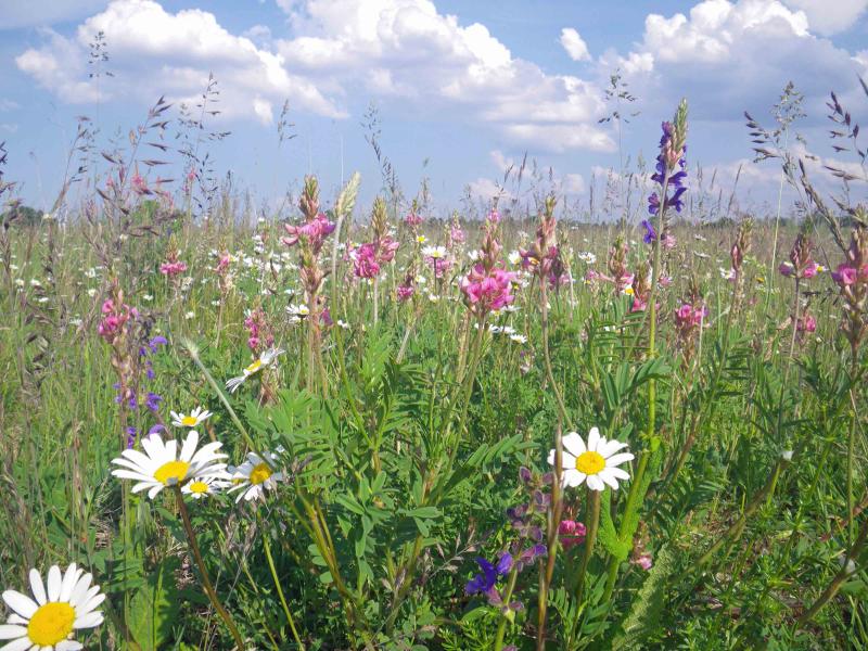 Featured image of post „Druck wächst“