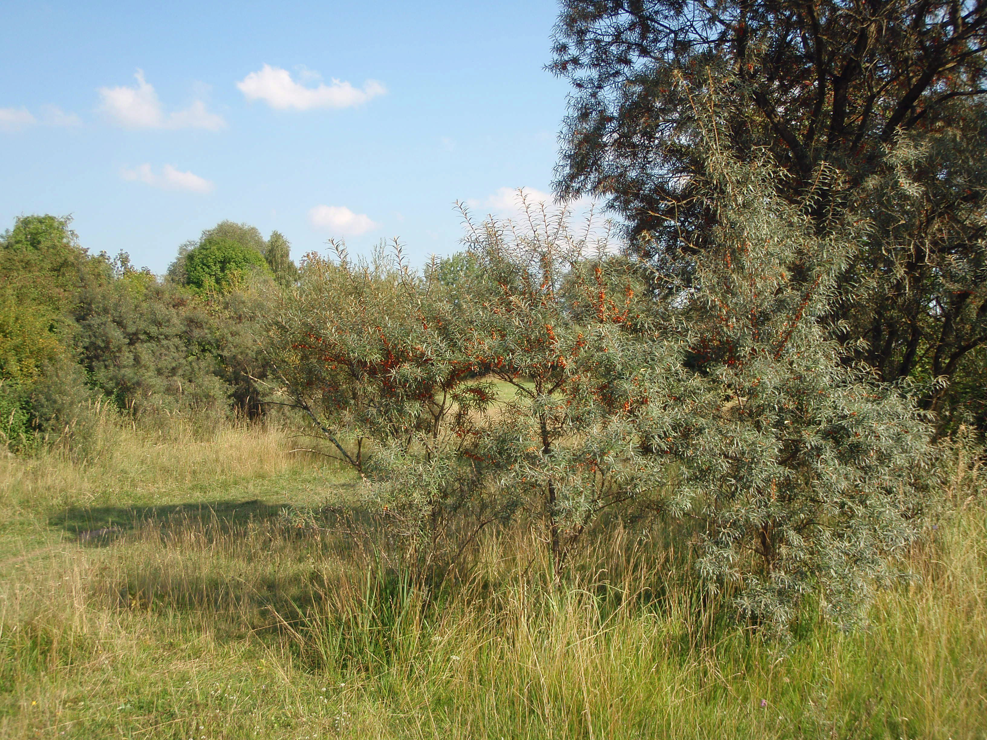 Die Langwieder Haide © Markus Bräu