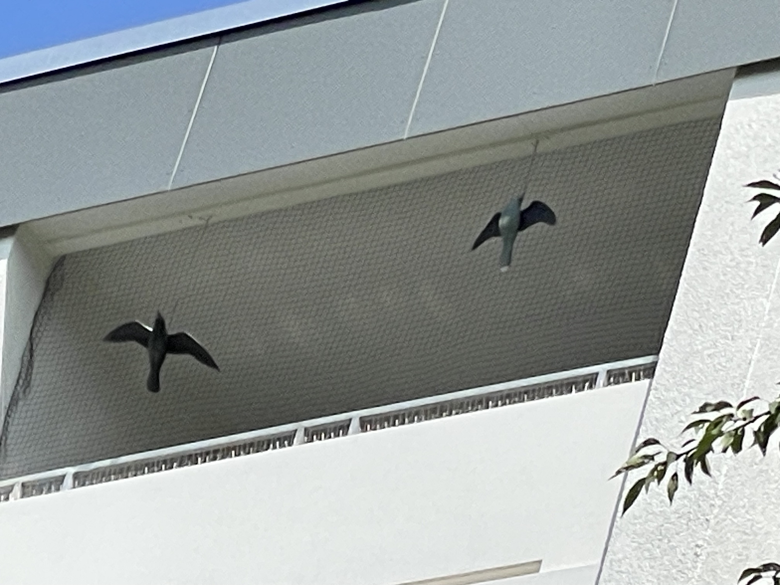 Vogelattrappen auf dem Balkon soll die Krähen vertreiben.