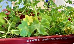 Featured image of post Pflanzentauschmarkt Am Westkreuz und Gartlerflohmarkt in Menzing