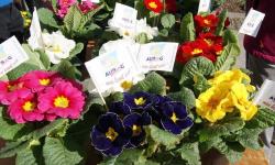 Featured image of post Primeln von den Gewerbeleuten