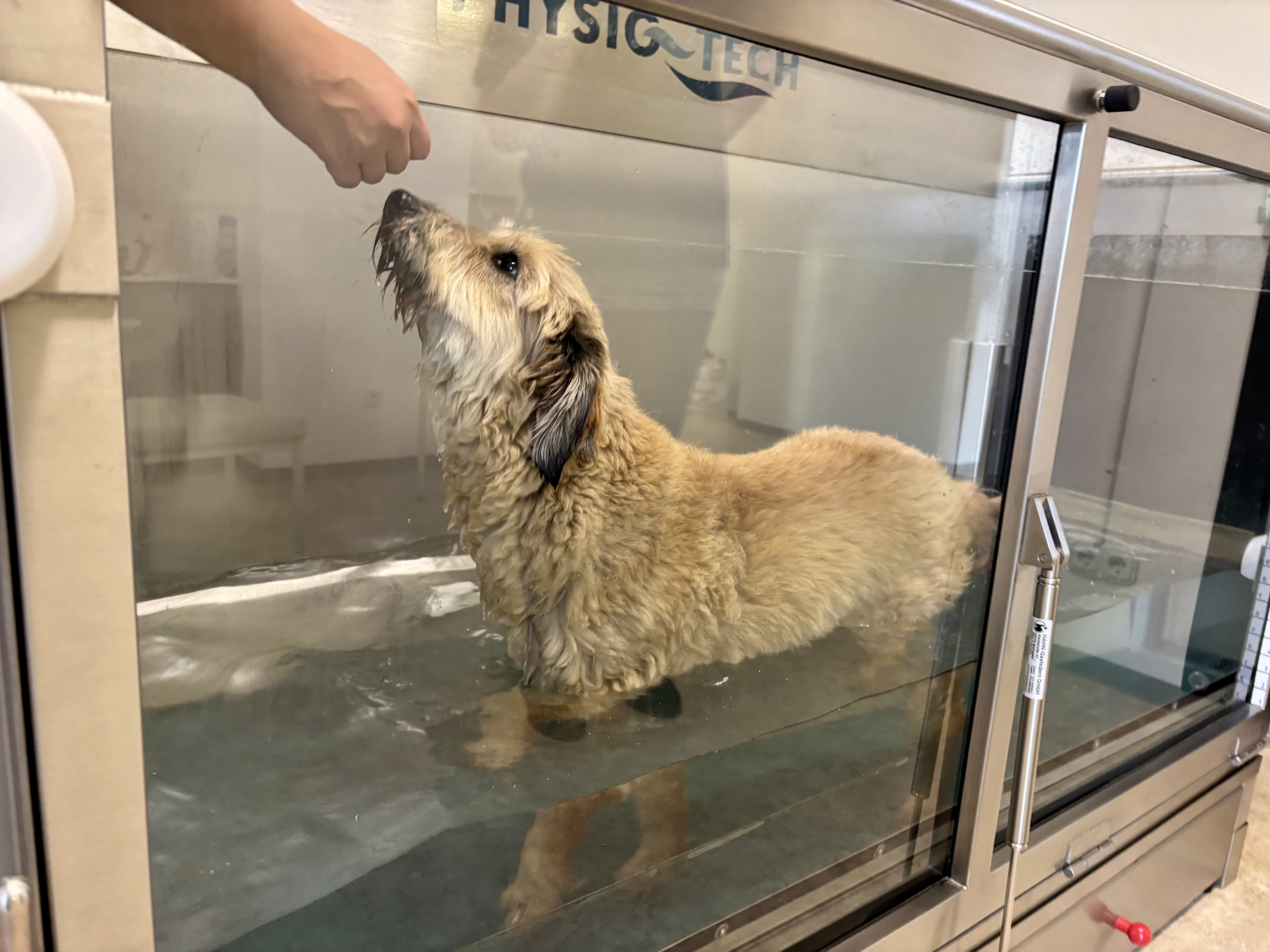Balu auf dem Unterwasserlaufband